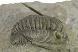 Diademaproetus Trilobite Fossil - Beautiful Preservation #275310-3